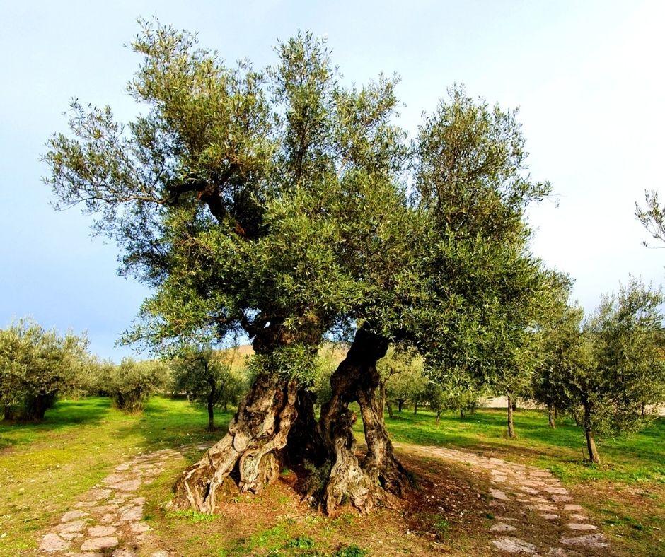 Story of a millenary olive tree