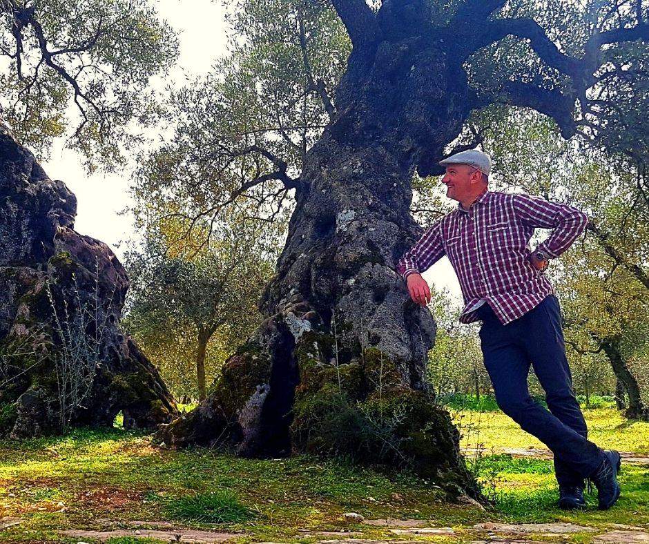 Story of a millenary olive tree