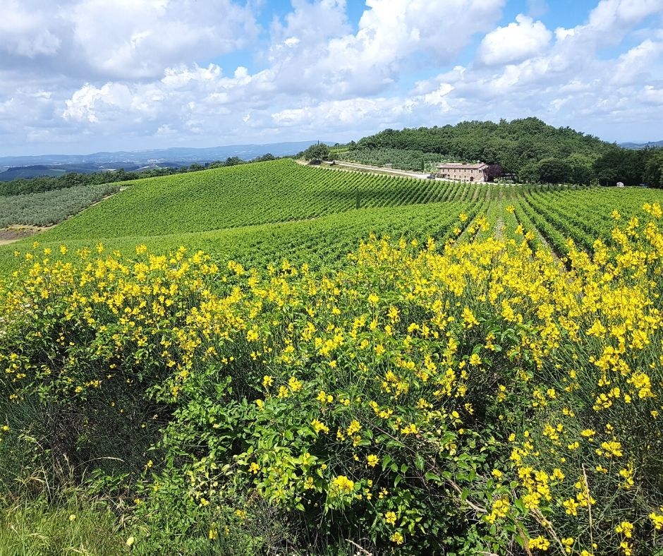 Yellow May in Italy