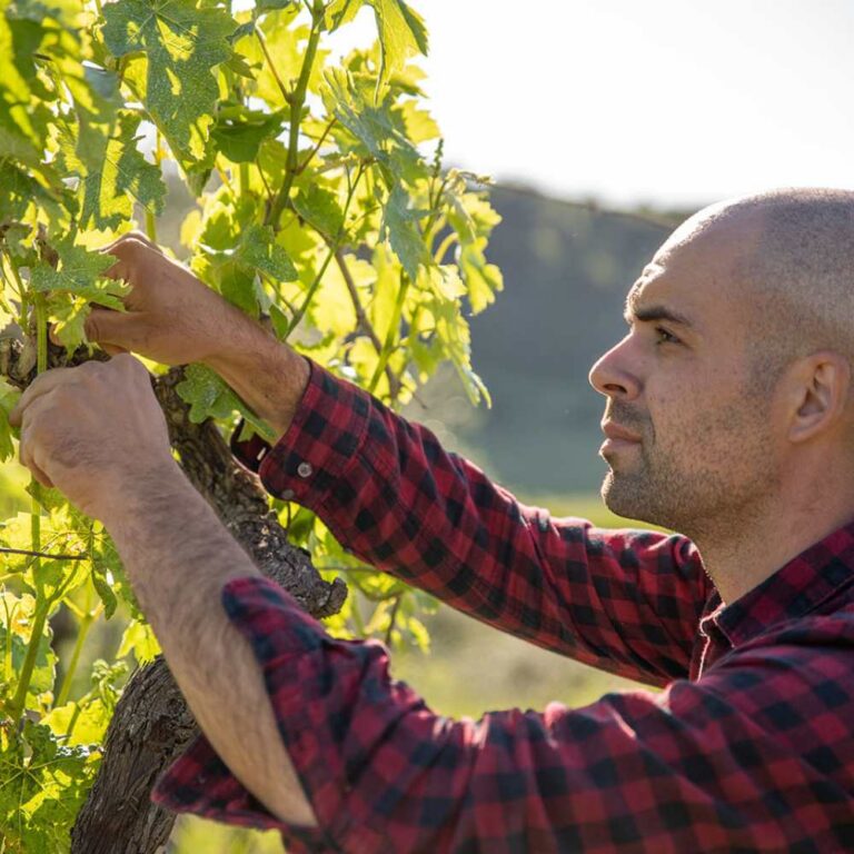 Luigi and his vineyard